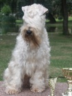 IRISH SOFT COATED WHEATEN TERIER