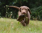 Chesapeake bay retriver s PP(okoldov fenky)