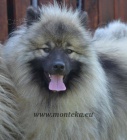 keeshond - vl pic