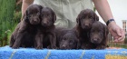 Flat coated retriever s PP - hnd ttka