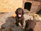 Flat coated retriever s PP - hnd ttka