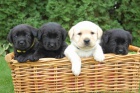 ttka labradorskho retrvra s PP