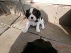 Kavalr king charles panl