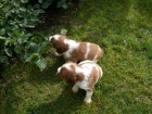 Welsh Springer Spaniel  tata s PP