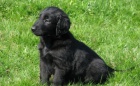 Prodm ttka Flat Coated Retriever