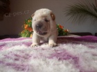 arpej, Shar-pei