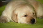 ttka Labrador Retriever s PP