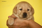 ttka Labrador Retriever s PP