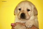 ttka Labrador Retriever s PP