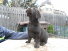 Labradorsk retriever -oko barva s PP