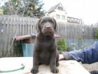 Labradorsk retriever -oko barva s PP