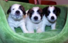 Jack Russell terir - tata s PP