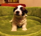 Jack Russell terir - tata s PP