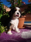 Kavalr King Charles spaniel, KKCH