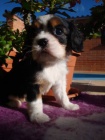 Kavalr King Charles spaniel, KKCH