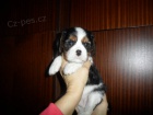 Kavalr King Charles panl