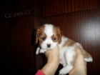 Kavalr King Charles panl