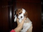 Kavalr King Charles panl