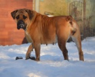 boerboel  s PP-dospl fena na prodej