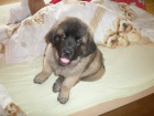 CHS - Leonberger tata s PP