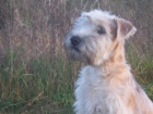 Irish soft coated wheaten terier