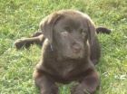 Labradorsk retriever - oko barva s PP