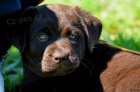 Labradorsk retriever - oko barva s PP