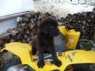 Labradorsk retriever - oko barva s PP