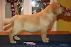 ttka Labrador Retriever s PP