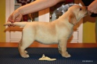 ttka Labrador Retriever s PP