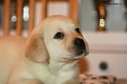 ttka Labrador Retriever s PP