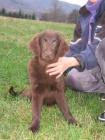 Flat coated retriever s PP - hnd tntka