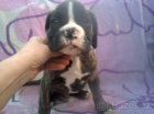 Boxer tata bez PP