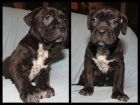 Cane Corso �t���tka prod�m