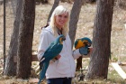 Zlat a Modr papouek papouci na prodej