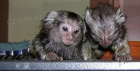 Marmoset Opice Na Prodej