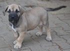 boerboel  s PP- tn fenka