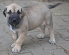 boerboel  s PP- tn fenka