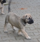 boerboel  s PP- tn fenka