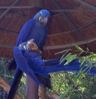 Hyacint papouek papouci na prodej