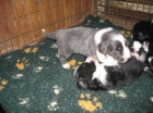 BEARDED COLLIE