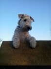 Irish soft coated wheaten terier