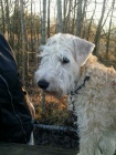 Irish soft coated wheaten terier