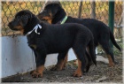 Beauceron - fenky s PP