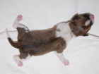 Basenji štěně
