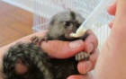 Miminka Marmoset Opice Na Prodej