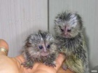 Marmoset Opice Na Prodej,