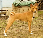 Basenji tata