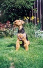 Erdelterier - airedale terrier-prodej