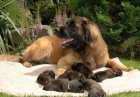 Leonberger ttka